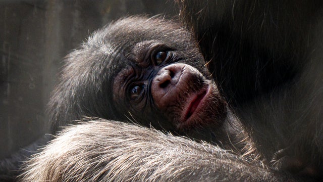 female-chimp-infant-photo-by-zach-rich-photo-courtesy-of-l-a-zoo.jpg 