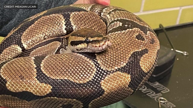 carlin-5p-pkg-pythons-f-wcbsf85m-hi-res-still-00-00-0809.jpg 