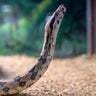 North Texas teacher fed live "ailing" kitten to snake, district says 