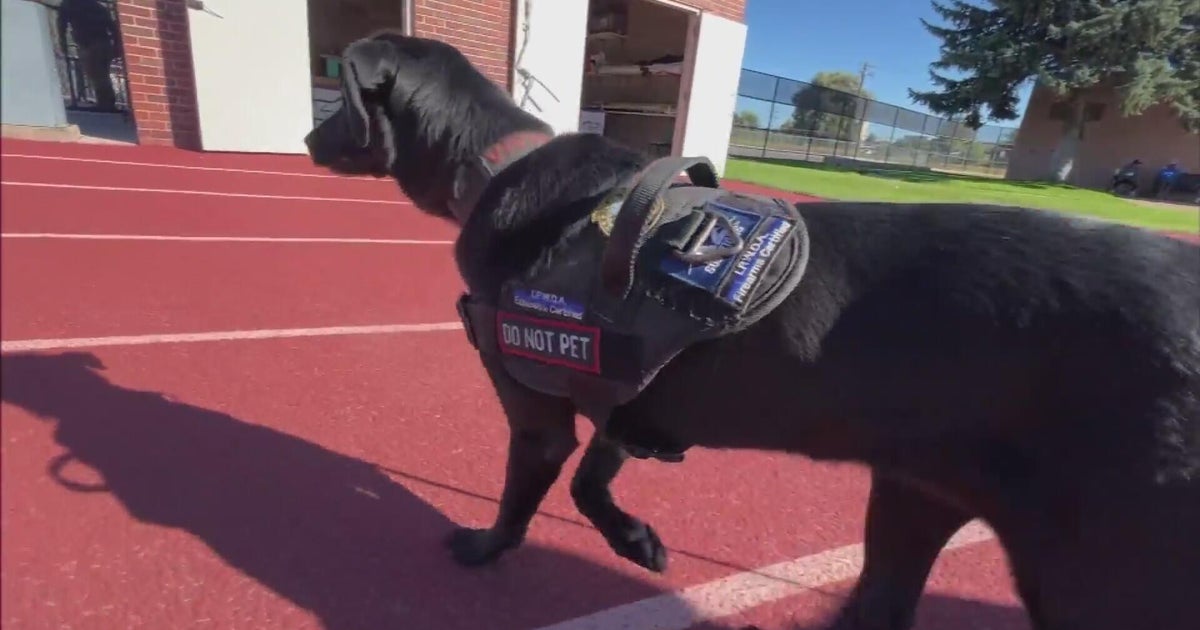 DPS testing K9 security at events - CBS Colorado