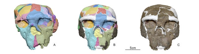 Deformed ancient skull from China offers insight into human origins 