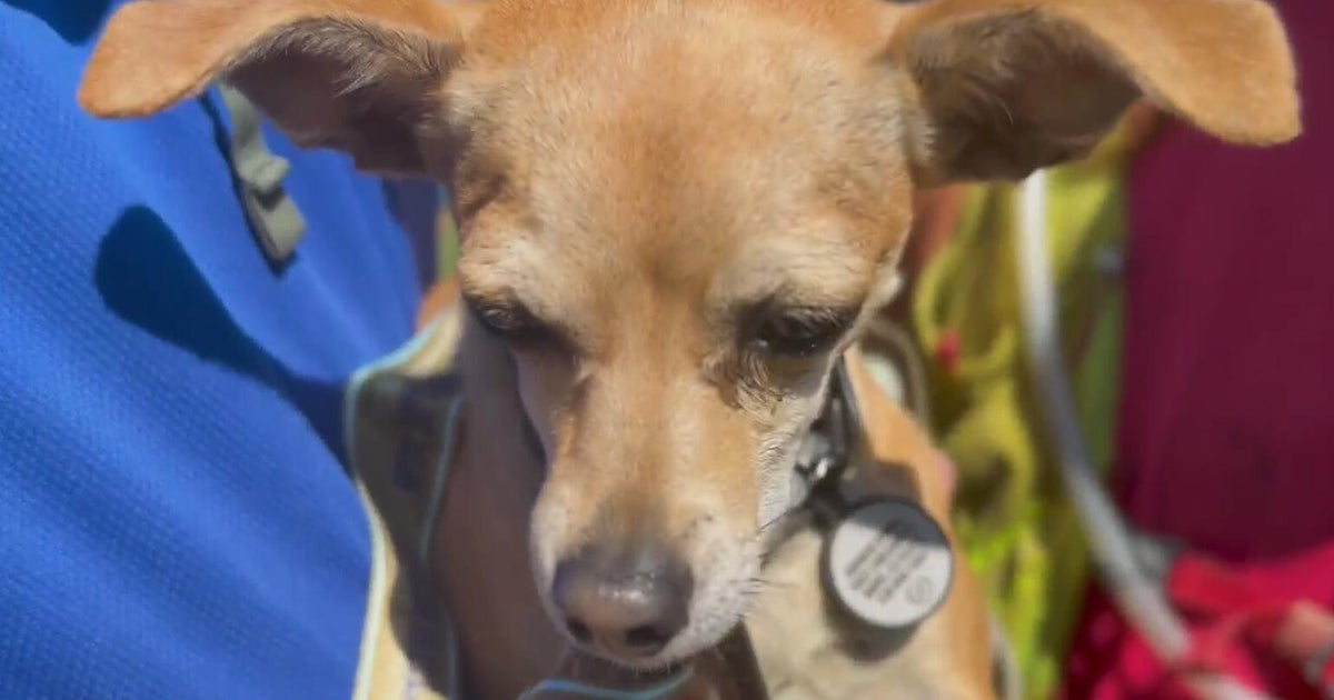 Rescued Sacramento Chihuahua becoming top dog in marathons