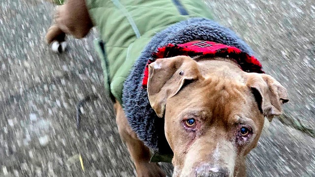 Veterinarian Dog Dispute 