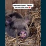 Elusive pig named Petey finds new home at Lancaster Farm Sanctuary 
