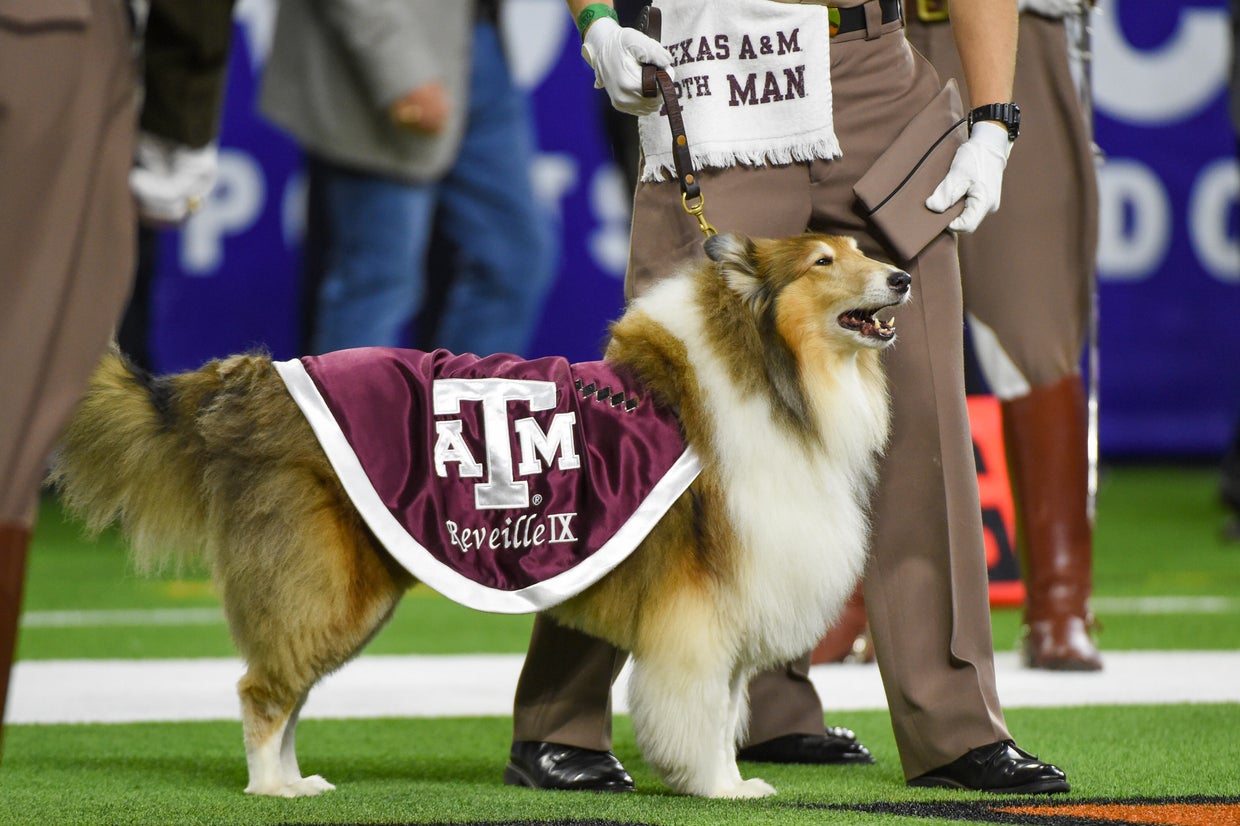 Texas A&M mourns Miss Reveille IX, beloved Rough Collie university ...