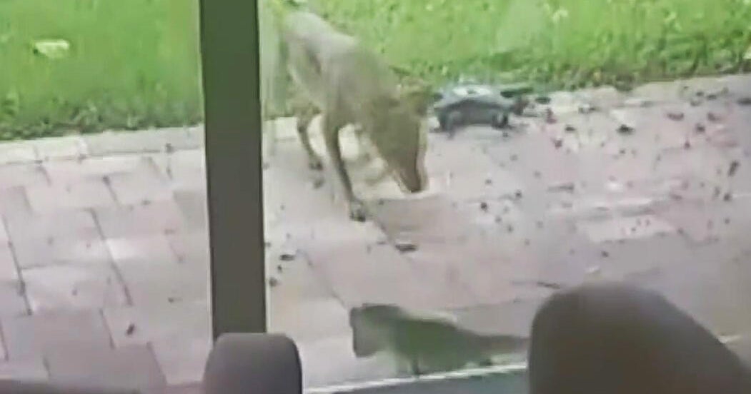 Video captures dramatic fight between coyote and iguana in South Florida neighborhood