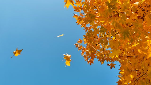 A sprig of maple with Yellow Autumn Leaves, against a blue sky. 