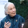 Jane Goodall, renowned conservationist, dies at 91 
