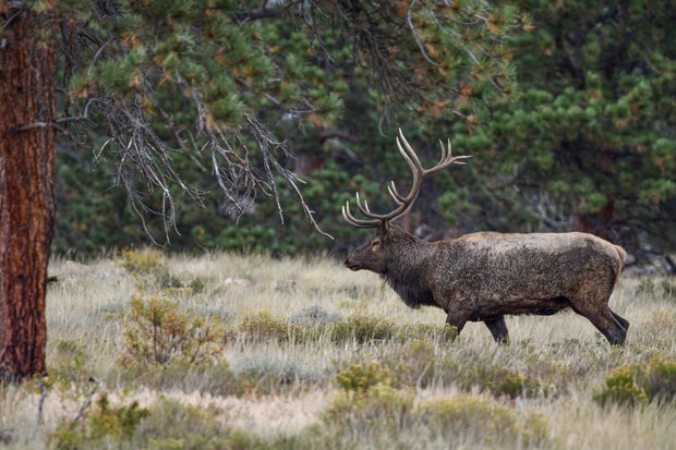bull-elk-cpw.jpg