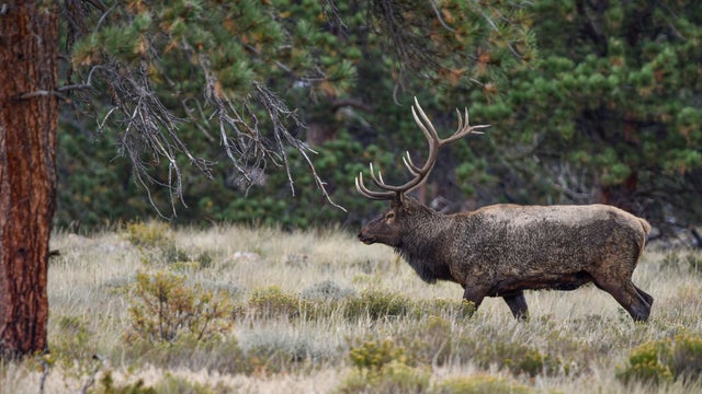 bull-elk-cpw.jpg 
