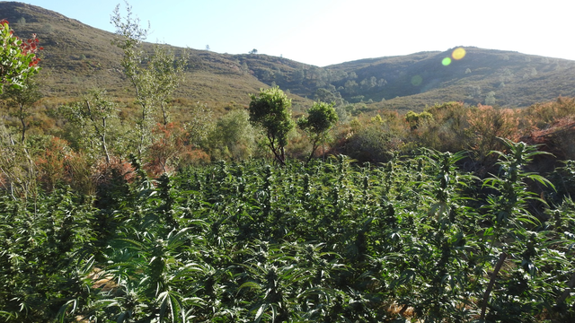 calaveras-co-illegal-grow-site.png 