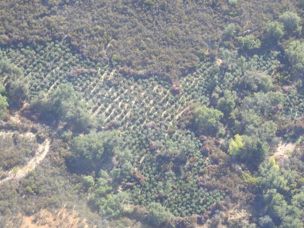 calaveras-illegal-grow-near-hogan-lake.jpg