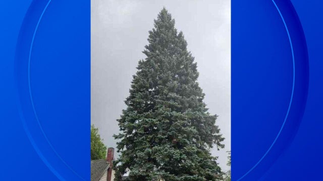 michigan-2025-christmas-tree-slider.jpg 