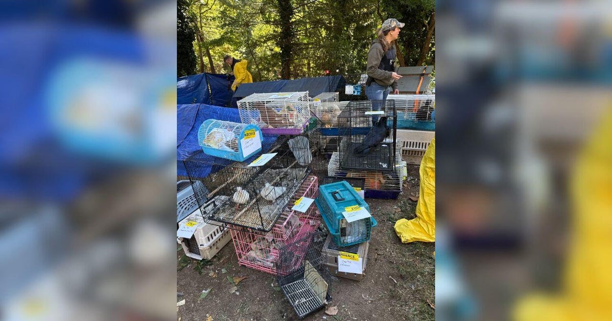 Over 200 animals, 95-year-old woman found in hoarding house on Long Island, DA says