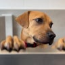 Atlanta Humane Center hosts "Life of a Showgirl"-themed adoption event 
