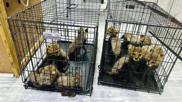 Somaliland Cheetah Rescue 