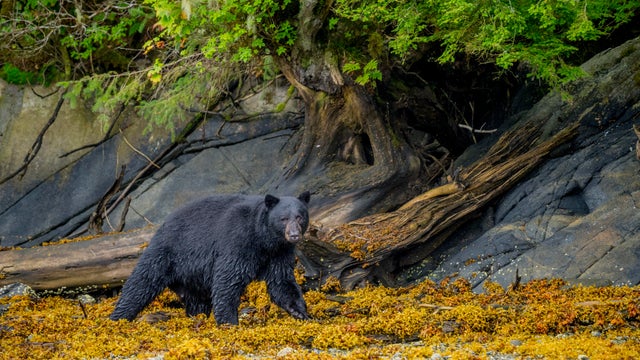 An American black bear (Ursus americanus) is walking at low 