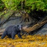 Man killed in suspected bear attack sent pictures of bear to his family
