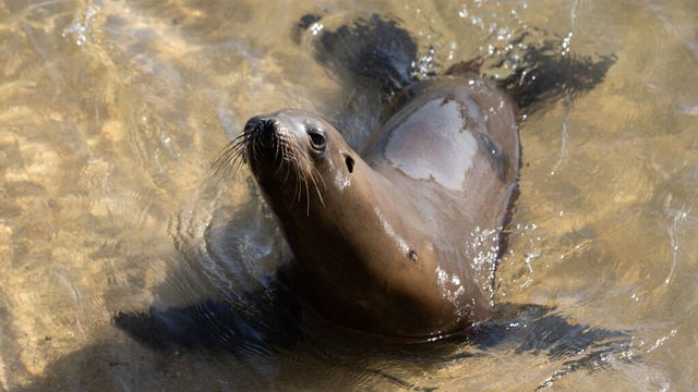 sea-lion.jpg 