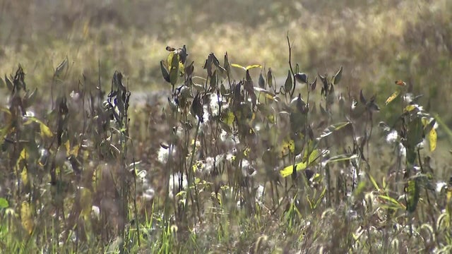 Dry greenery 