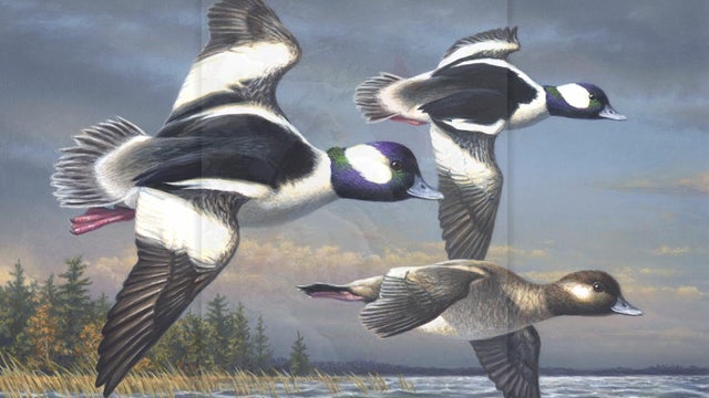 6p-pkg-duck-stamp-artist-wcco8vcn-00-00-5504.jpg 