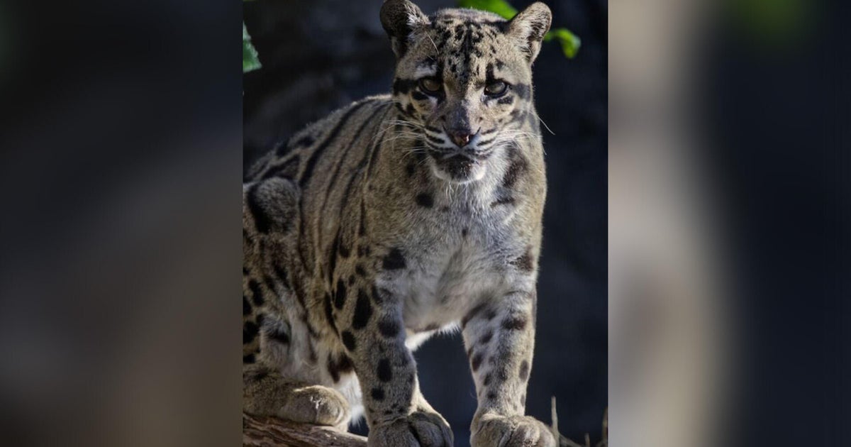 Sacramento Zoos female clouded leopard Serai dies at age 14