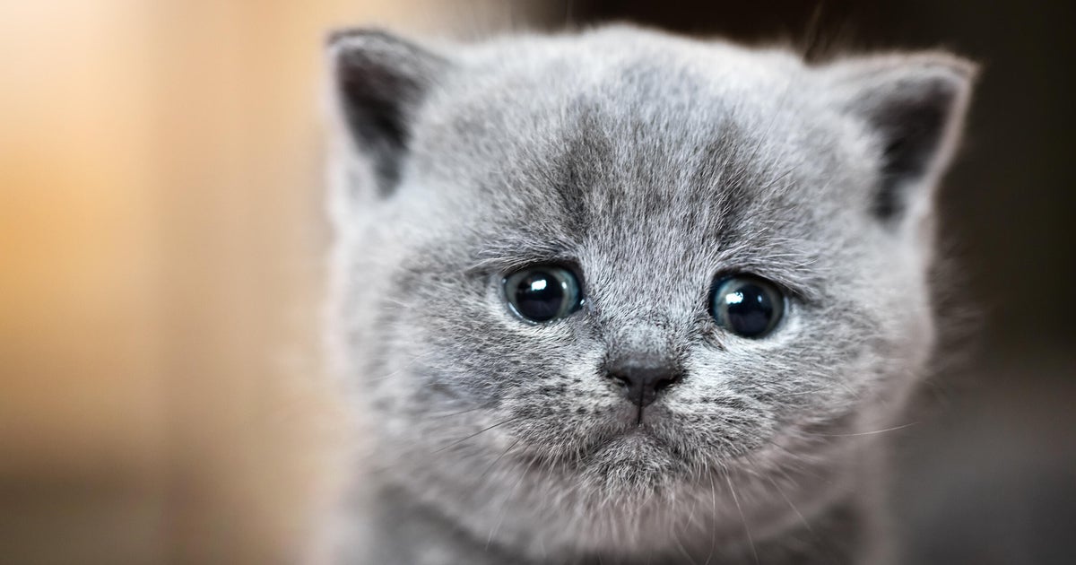 Heartbreak turns to hope: Abandoned kittens find loving homes in Wilton Manors