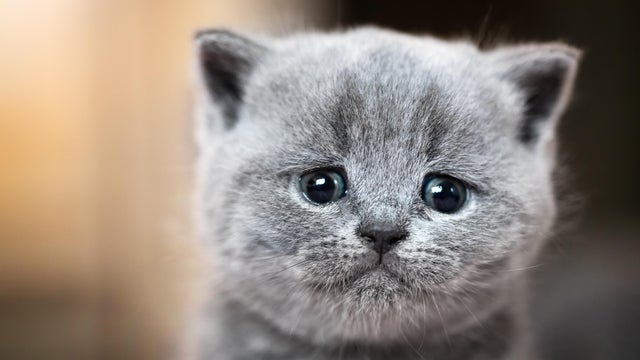 Cute kitten portrait. British Shorthair cat 