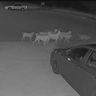Godley approves emergency plan to remove roaming dog pack 