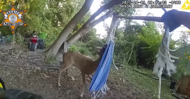 Deer tangled in hammock freed by Macomb County officers: "This was ...
