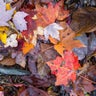 Fall foliage appears in parts of Maryland as leaves begin to change 
