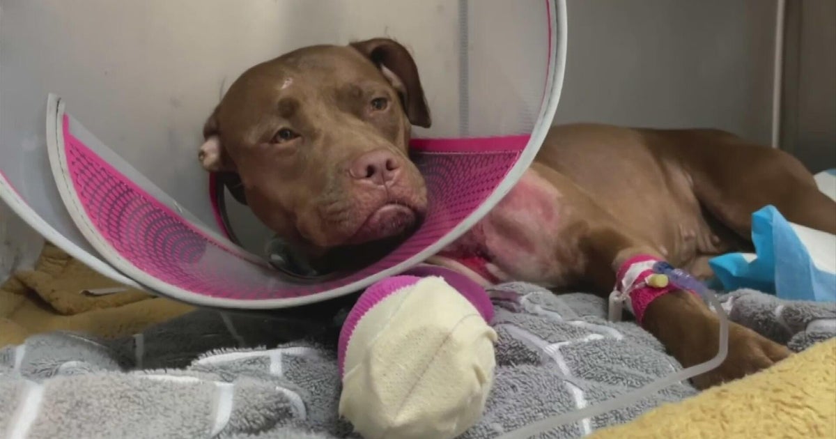 Dog shot in Pompano Beach recovering as deputies search for suspect