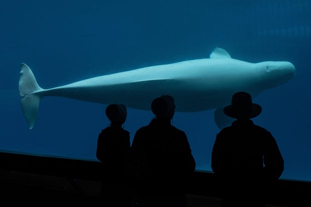 Canada Whales 