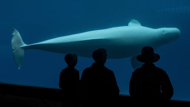 Canada Whales 