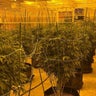 Michigan State Police arrest 2 in alleged illegal marijuana grow operation 