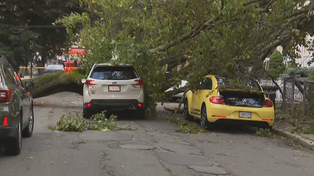 Massive tree falls on two cars in Somerville, driver taken to hospital ...
