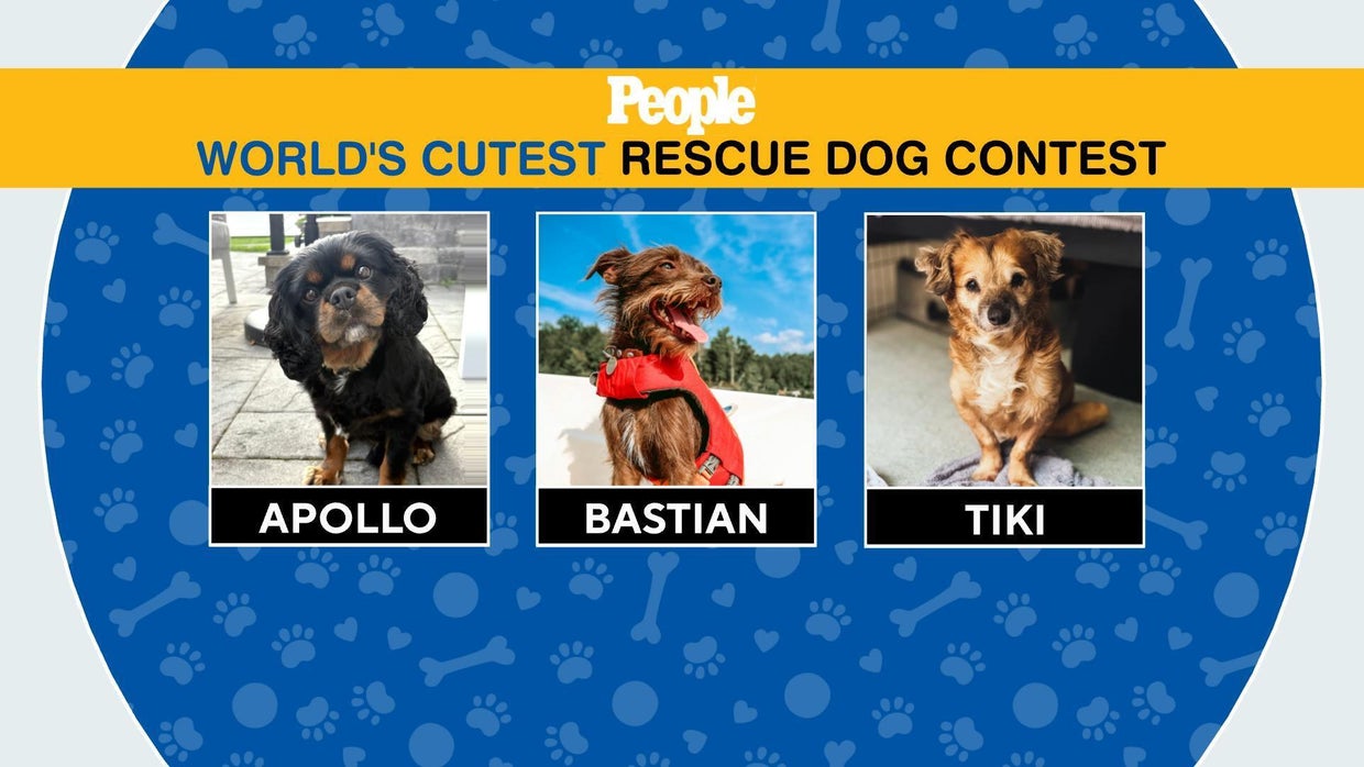 Bastian, a dog who survived Hurricane Florence, is named World's Cutest ...
