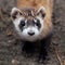 Endangered ferrets in more jeopardy as government shutdown drags on