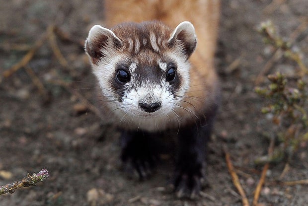 black-footed-ferret-colorado