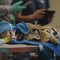 Human heart devices help biologists understand endangered species