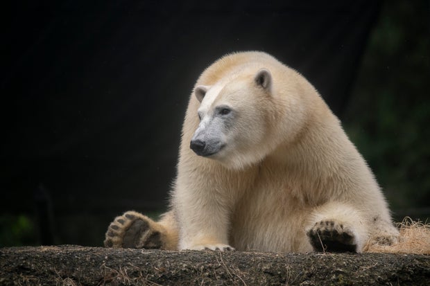 02-astra-polar-bear-credit-point-defiance-zoo-aquarium.jpg 