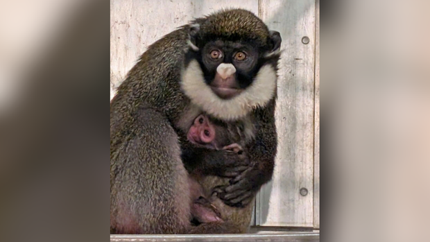 kdka-lesser-spot-nosed-guenon-monkey.png