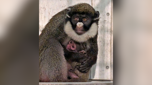 kdka-lesser-spot-nosed-guenon-monkey.png 
