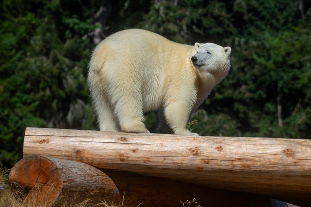 03-astra-polar-bear-credit-point-defiance-zoo-aquarium.jpg 