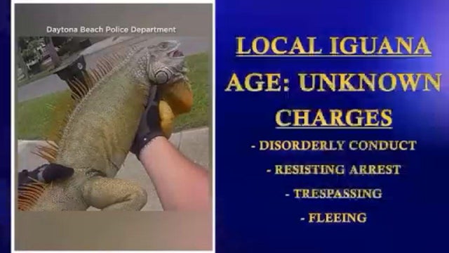 iguana-arrest-daytona-beach-police-department.jpg 