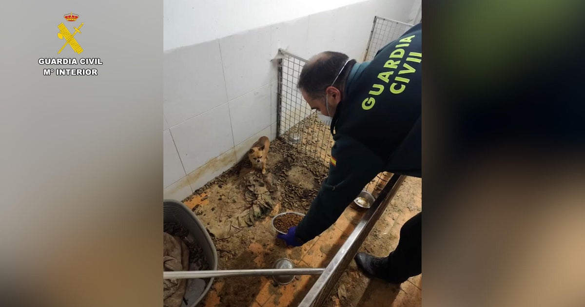 Corpses of 250 animals found with survivors eating the dead in “breeding ground of horror” in Spain