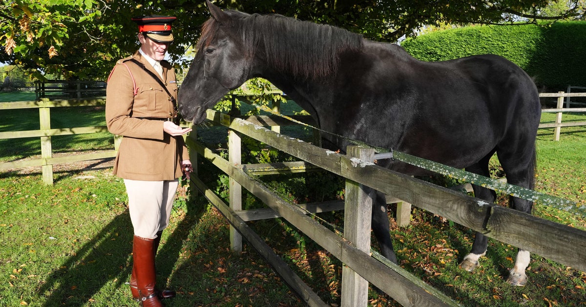 British military horse who ran by the streets of London will get well-deserved retirement