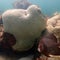 Coral reefs are first environmental system to pass climate "tipping point"