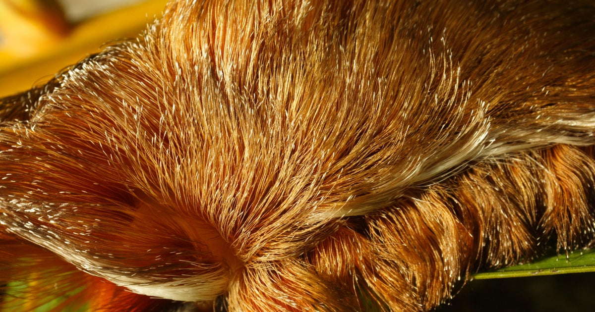 Don’t pet this “furry” Florida creature — its sting can send you to the ER, wildlife experts say