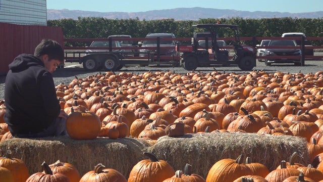sun-5p-v-pumpkins-in-th-kmaxeatn.jpg 
